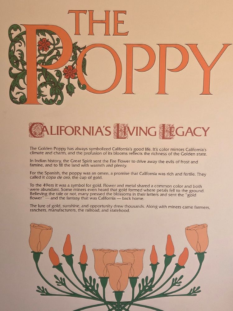 Poppy_20260326_132827782.jpg