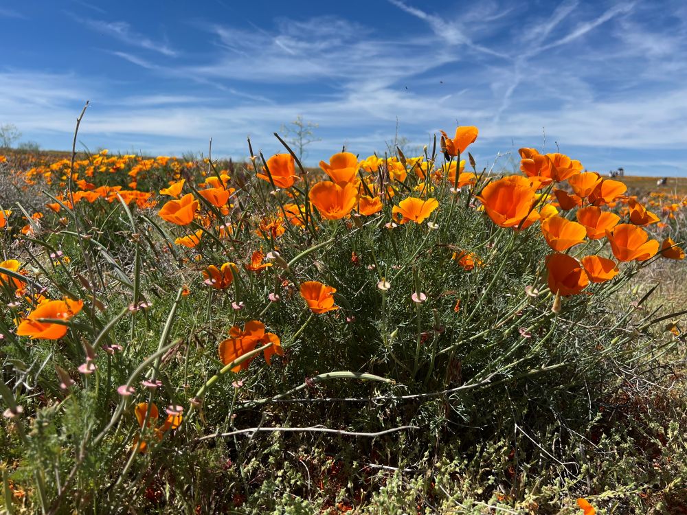 Poppy_20260326_175817484.jpg